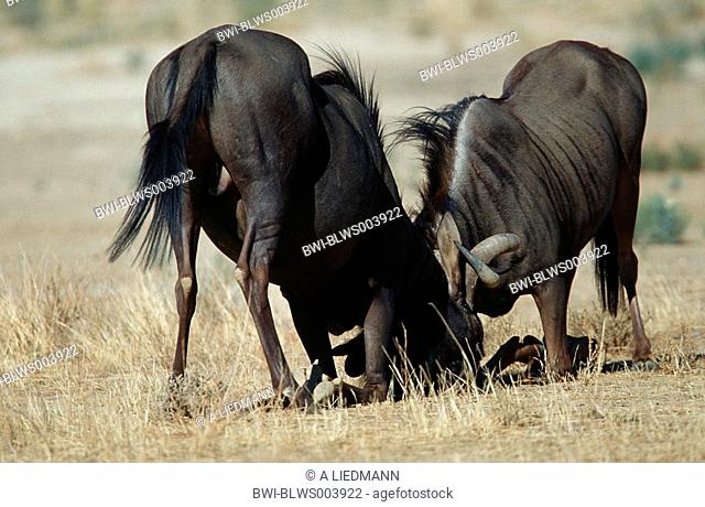 blue wildebeest, brindled gnu, white-bearded wildebeest Connochaetes taurinus, Nov 01
