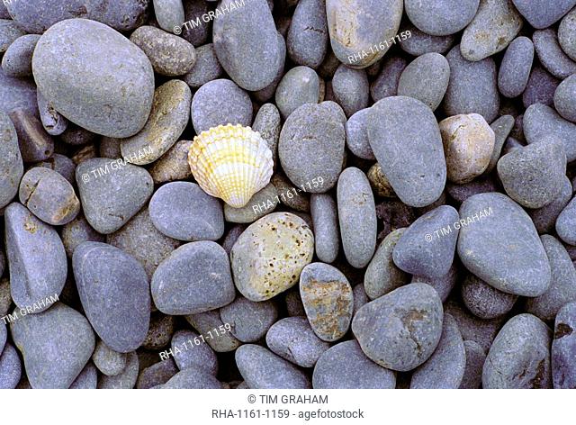 A single shell among sea-washed stones on a beach in Normandy, France