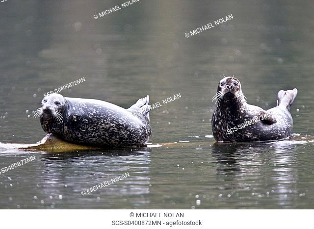 Adult harbor seals Phoca vitulina hauled out and resting on a semi-submerged log in punchbowl inside Misty Fiords National Monument just outside of Ketchikan