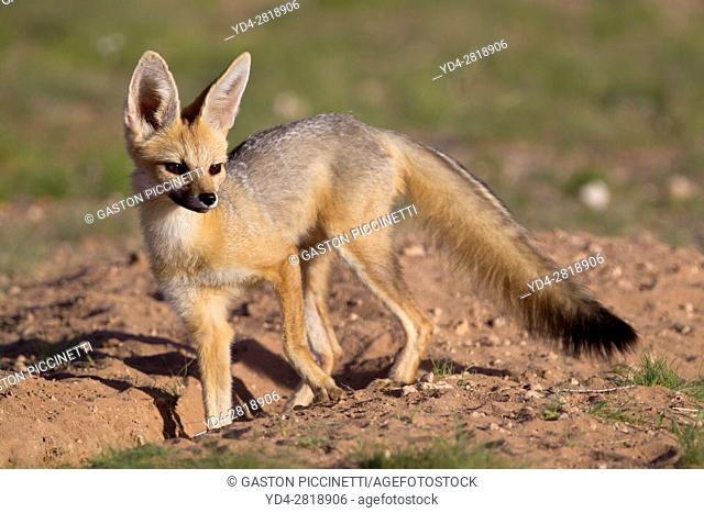 Cape Fox (Vulpes chama), Kgalagadi Transfrontier Park, Kalahari, South Africa