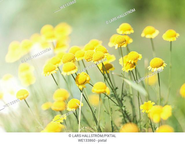 Tranquil summer nature scene, close up of yellow flowers in sunlight