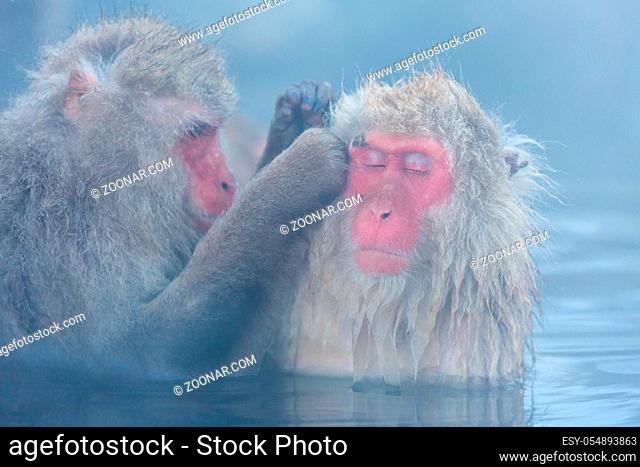 Japanese Snow monkey Macaque in hot spring Onsen Jigokudan Park, Nakano, Japan