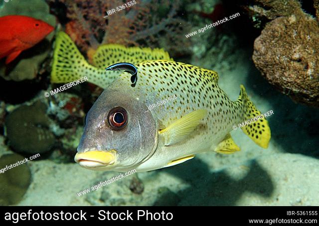 Blackspotted Sweetlip with Striped Cleaner Wrasse, Sudan (Plectorhinchus gaterinus) (Labroides dimidiatus)