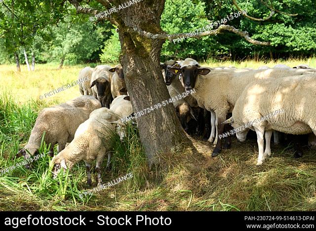 24 July 2023, Rhineland-Palatinate, Hundsdorf: The flock of sheep farmer and wolf officer Werner Neumann is located on an area that is only 15 kilometers away...