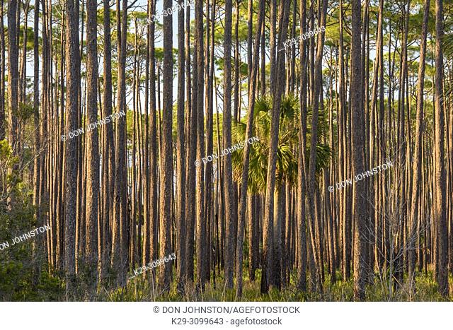 Long leaf pine woodland, St. Marks NWR, Florida, USA
