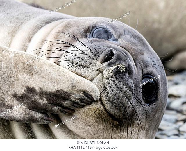 Southern elephant seal pup, Mirounga leonina, recently weaned from mom, Jason Harbour, South Georgia Island, Atlantic Ocean