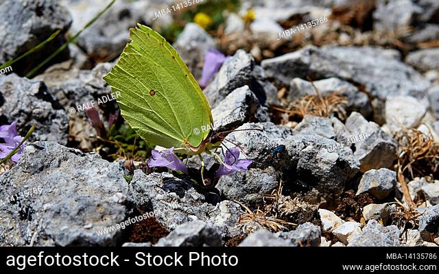 greece, greek islands, ionian islands, kefalonia, mountain, enos, summit, butterfly looking like a leaf sits on a purple flower in the middle of a gray pile of...