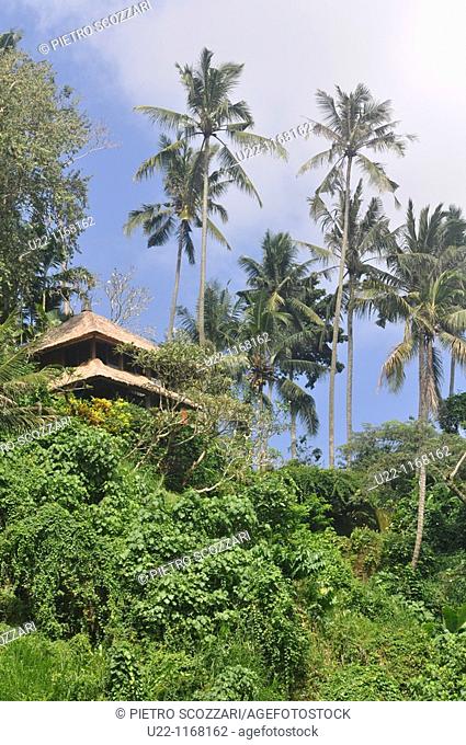 near Ubud (Bali, Indonesia): bungalows by the Sayan paddies