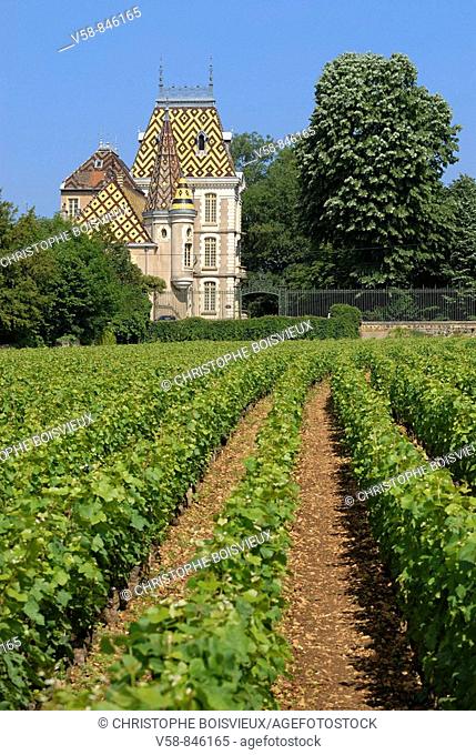 Vineyard and castle of Aloxe-Corton, Cotes d'Or, France