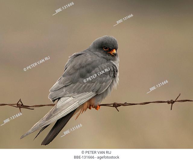 Red-footed Falcon ault male