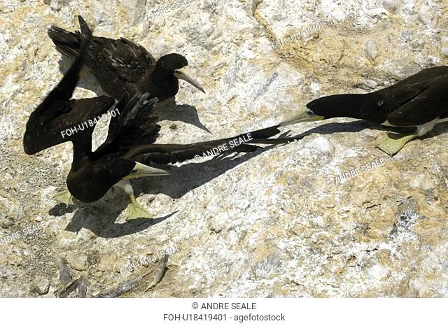 Brown booby, Sula leucogaster, pecking at intruder's wing, St. Peter and St. Paul's rocks, Brazil, Atlantic Ocean