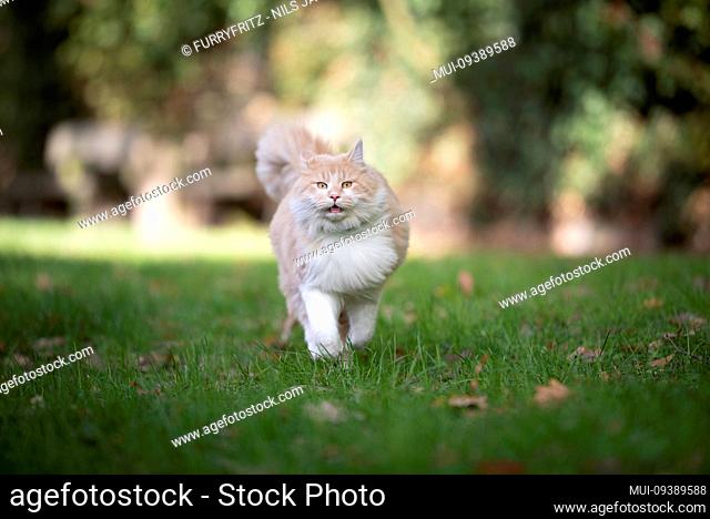 fluffy cute ginger white maine coon cat running towards camera outdoors in garden looking with open mouth