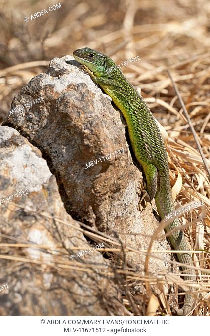 Western Green Lizard on rock