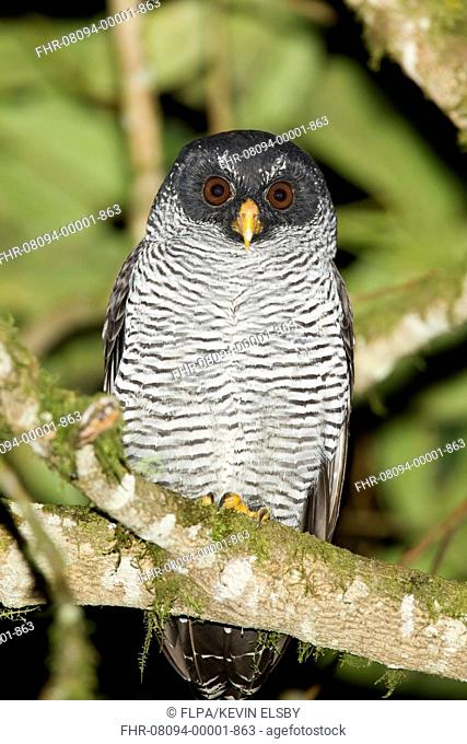 Black-and-white Owl (Strix nigrolineata) adult, roosting on branch in montane rainforest at night, Sachatamia, Andes, Ecuador, November