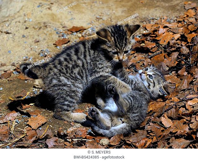 European wildcat, forest wildcat (Felis silvestris silvestris), two playing kitten, Germany