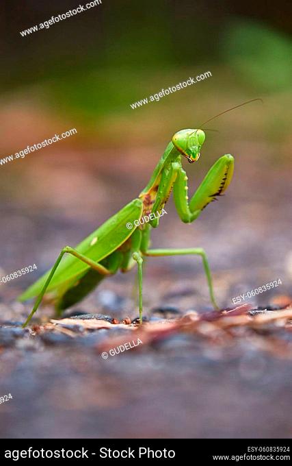 Japanese giant mantis in standing posture