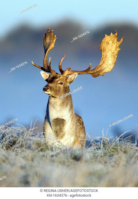 Fallow Deer Dama dama, Buck Alert during the Rut, Royal Deer Park, Klampenborg, Copenhagen, Sjaelland, Denmark
