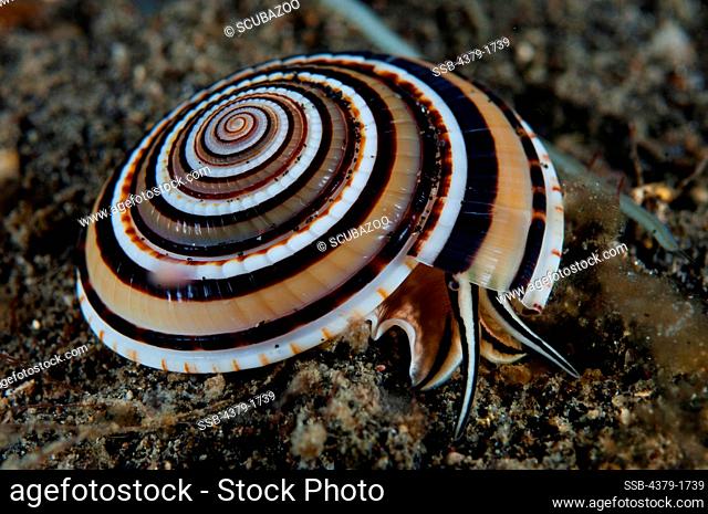 Close-up of a Sundial Sea snail (Architectonica Sp.), Lembeh Strait, Sulawesi, Indonesia