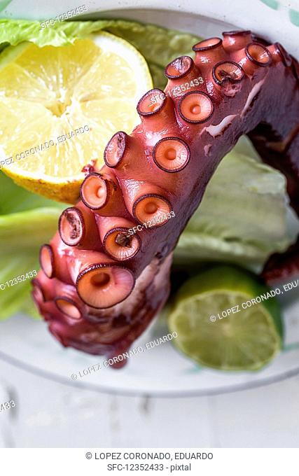 An octopus tentacle (close-up)
