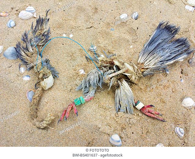 pigeons and doves (Columbidae), remains of a dead dove on the beach, Netherlands, Nordwijk