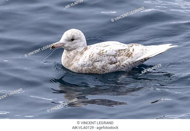 Fisrt summer Glaucous Gull swimming beside our ship—Polarstern—in Greenland Sea. July 3, 2010