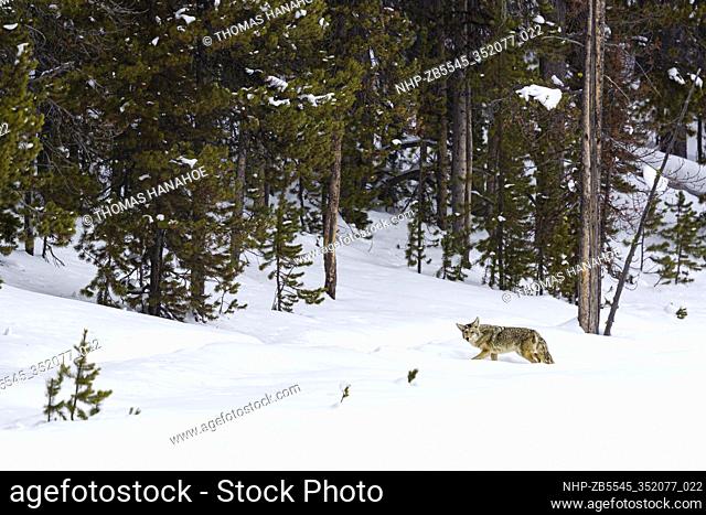 Coyote in Yellowstone National Park Montana USA
