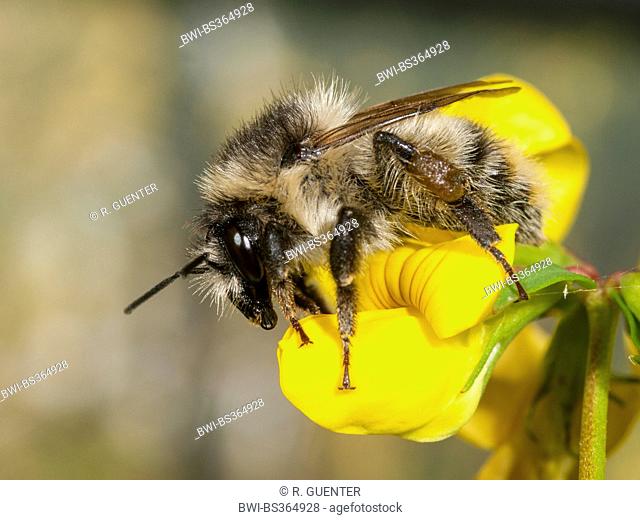 Knapweed carder bee, Shrill carder bee (Bombus sylvarum), worker feeding on Bird's-foot Trefoil (Lotus corniculatus), Germany