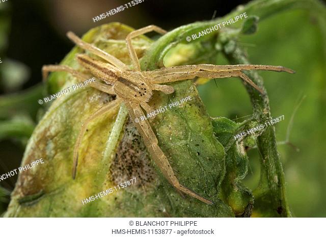 France, Araneae, Philodromidae, Running crab spider (Tibellus sp), young male
