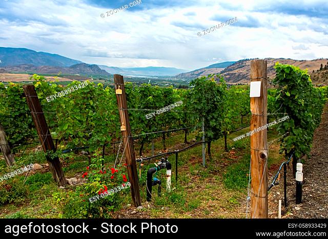 vineyard end wooden posts close up against mountains, Okanagan Valley wine production region, British Columbia BC, Canada