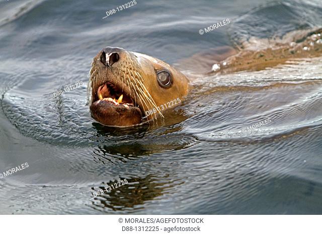 Northern Sea Lion  Eumetopias jubatus, Order : carnivora, family : Otariidae