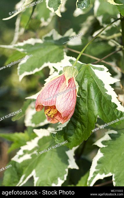 Painted mallow (Abutilon pictum). Called Red vein abutilon, Red vein indian mallow, Redvein flowering maple and Chinese lantern also