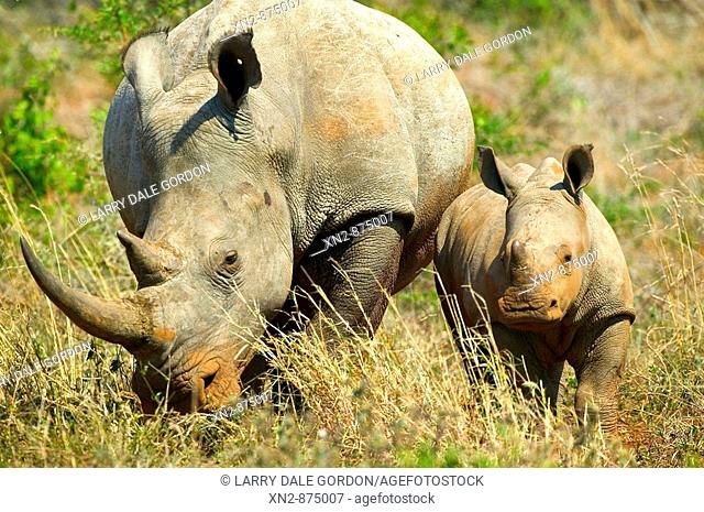 White Rhino and baby. Kruger National Park. South Africa
