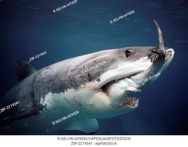 Great White Shark (Carcharodon carcharias) feeding on Southern Bluefin Tuna (Thunnus maccoyii) Australia Neptune Islands