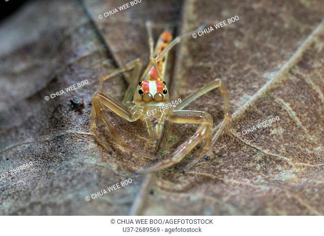 Jumping Spider. Image taken at Kampung Skudup, Sarawak, Malaysia
