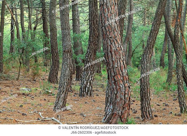Pinewood, Pinus pinaster, in the Alto Palancia region. Castellón