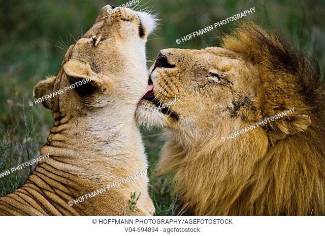 Lion and Lioness (Panthera leo) in the Serengeti National Park in Tanzania, Africa
