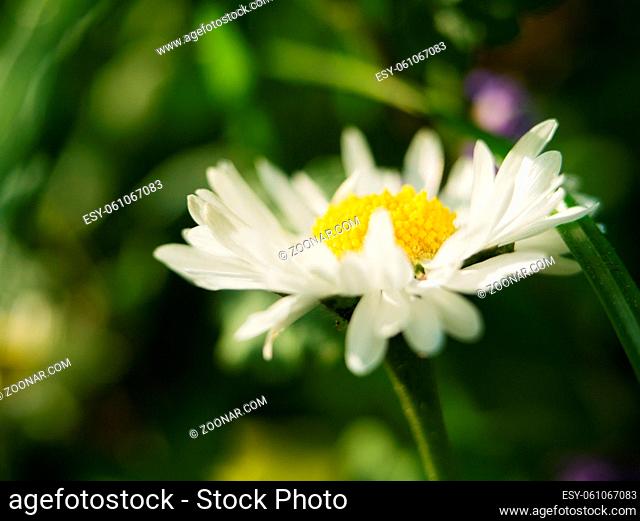 A daisy flower on a green background. One field daisy in the field of gerbera or daisy