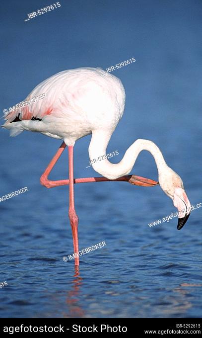Greater greater flamingo (Phoenicopterus ruber roseus), Camargue, Southern France