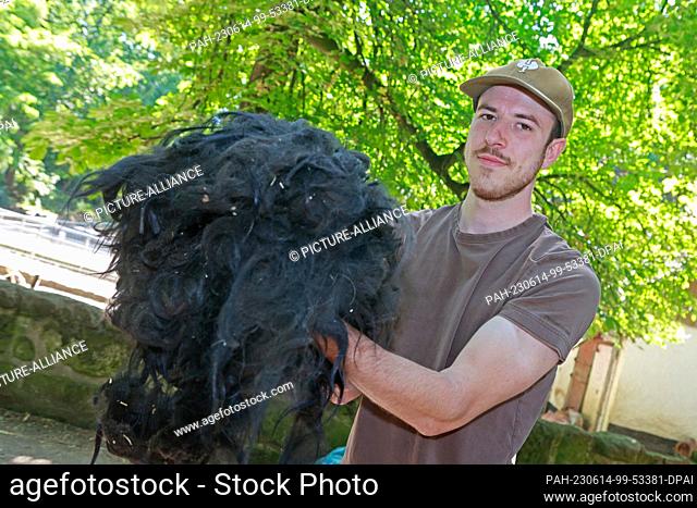 14 June 2023, Saxony-Anhalt, Halberstadt: Animal keeper Michael Eiding brings the wool of an alpaca out of the enclosure