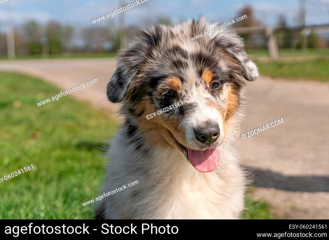 Australian Shepherd Dog puppy head, The tricolor dog has tongue sticking out of its mouth. Seen from the front