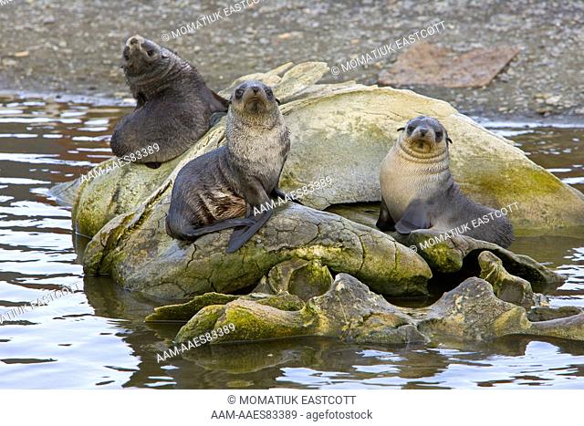Antarctic fur seals (Arctocephalus gazella) sitting on huge greenish whale vertebrae resting in water, Husvik Bay; Southern Ocean; Antarctic Convergance; South...