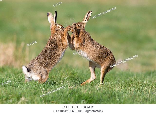 European Hare Lepus europaeus adult pair, 'boxing', female fighting off male in field, Suffolk, England, march