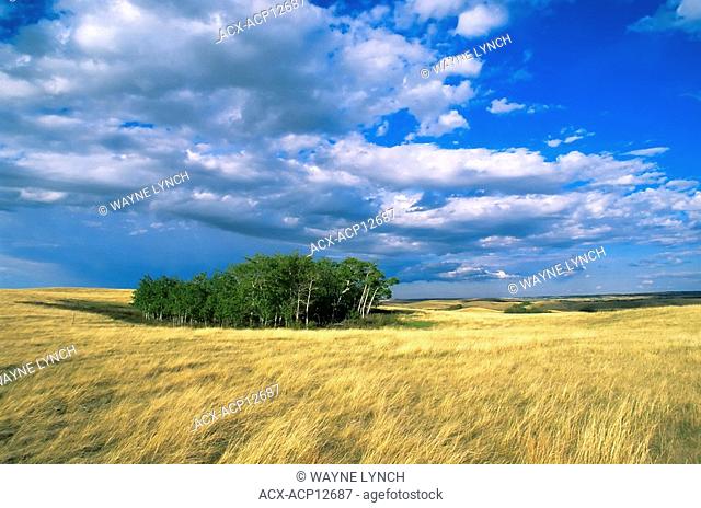Aspen cluster in fescue grasslands, Bodo Hills, east-central Alberta