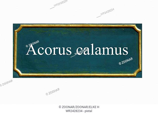 shield acorus calamus