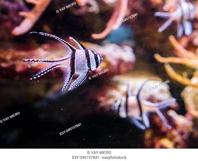 Banggai Cardinal fish, a endangered species that only lives in the banggai islands of Indonesia