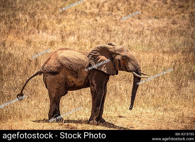 African elephant (Loxodonta africana) half-headed elephant threat, mammal, close-up in Tsavo East National Park, Kenya, East Africa, Africa