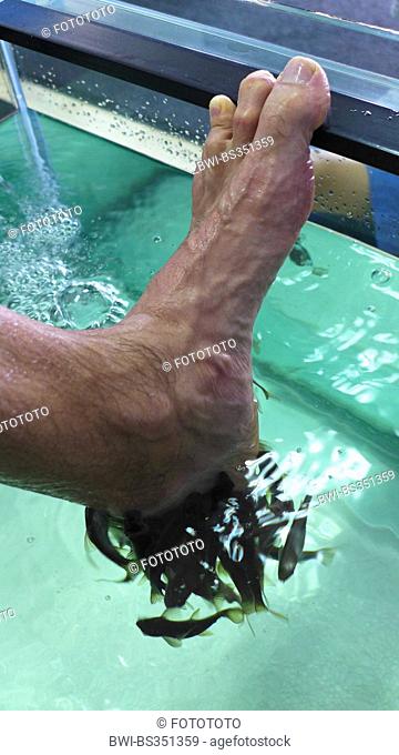 Doctor fish, Nibble fish, Kangal fish (Garra rufa), fish spa, doctor fishes feeding on skin particles of human feet