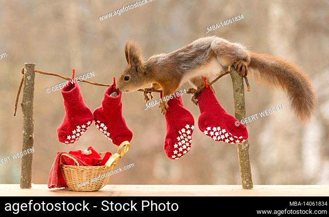 red squirrel standing on a laundry line with stockings