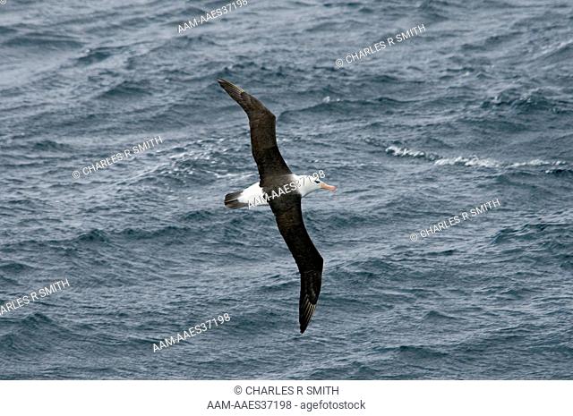 Albatross flying along ship in Drake Passage and near Cape Horn, Antarctica 20090117 ()