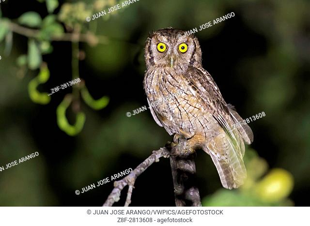 Tropical Screech-Owl (Megascops choliba), Cali, Valle del Cauca